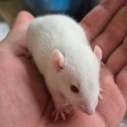 Canabidiol acelera efeitos do escitalopram em camundongos submetidos a estresse crônico