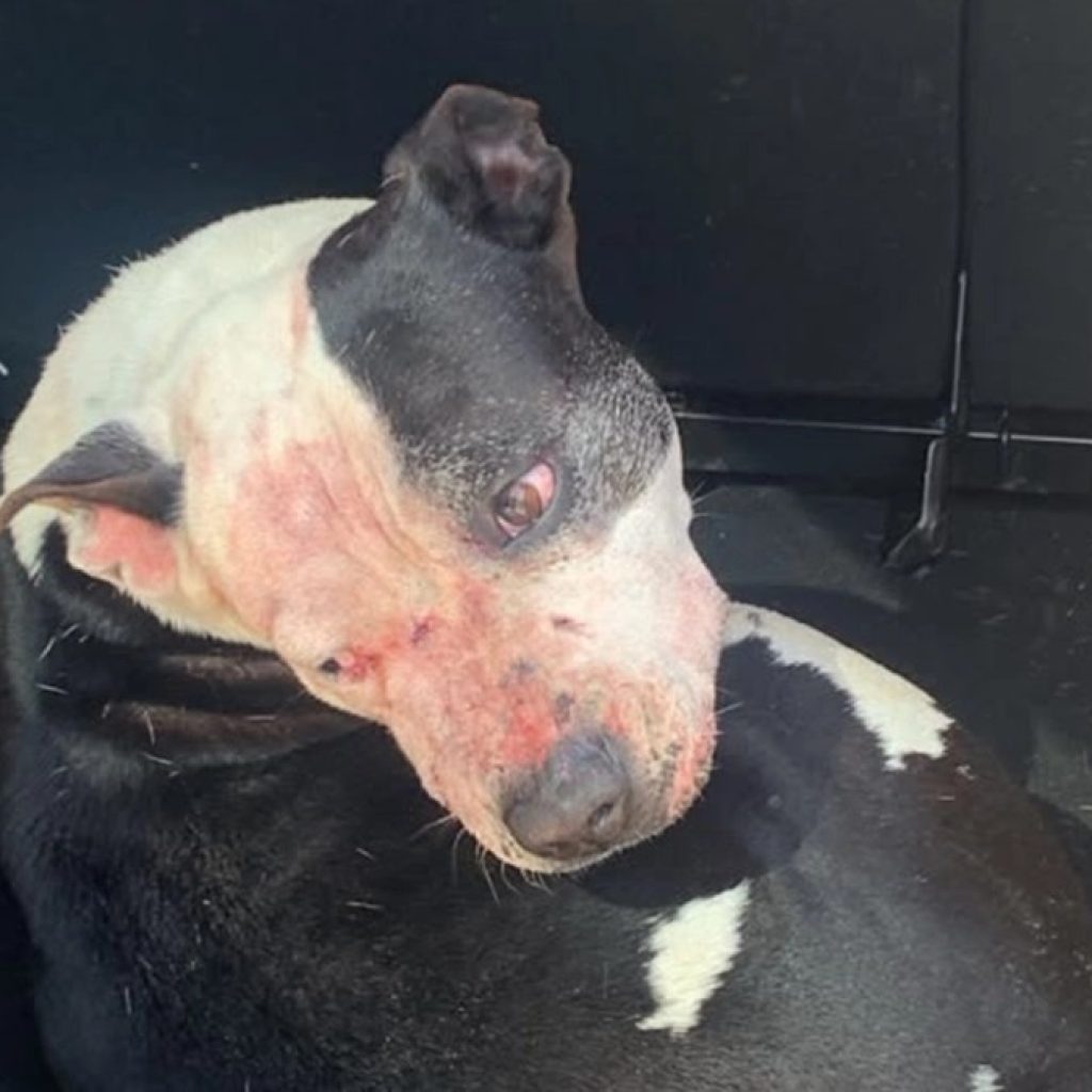 Homem morre após ser atacado por cães da raça pitbull na orla em Arroio do Sal