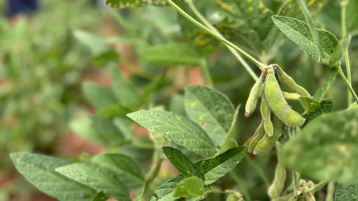 Fertilizantes organominerais revolucionam o campo: Dia de Campo na Fazenda Domingas destaca inovação e sustentabilidade
