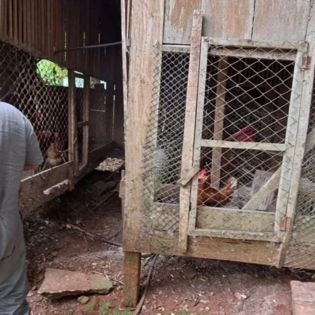 Foco de gripe aviária em Selbach é encerrado após vistoria em 70 propriedades
