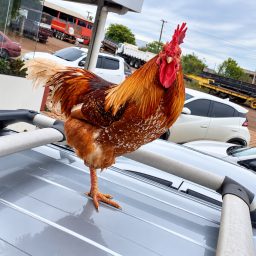 Pipi, o galo que acompanha aposentado por onde ele vai e virou atração em Selbach