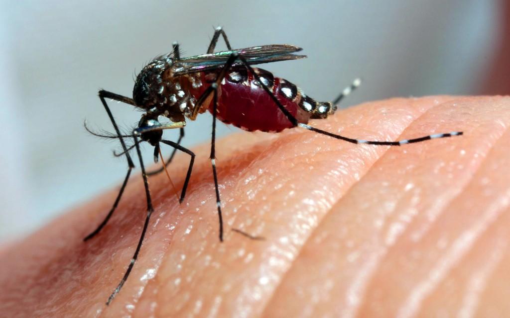 Dezoito cidades da região enfrentam epidemia de dengue