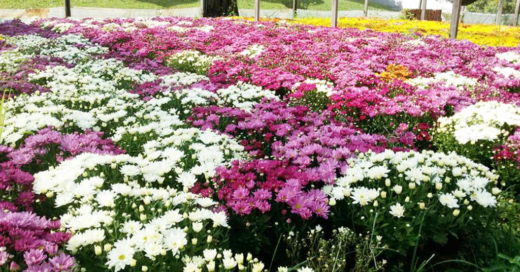 Dia das Mães movimenta produção de flores em Pontalinda