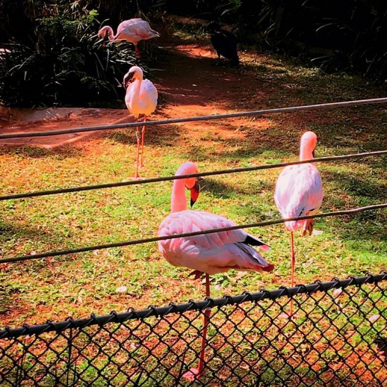 Animais raros puderam ser observados no Zoológico