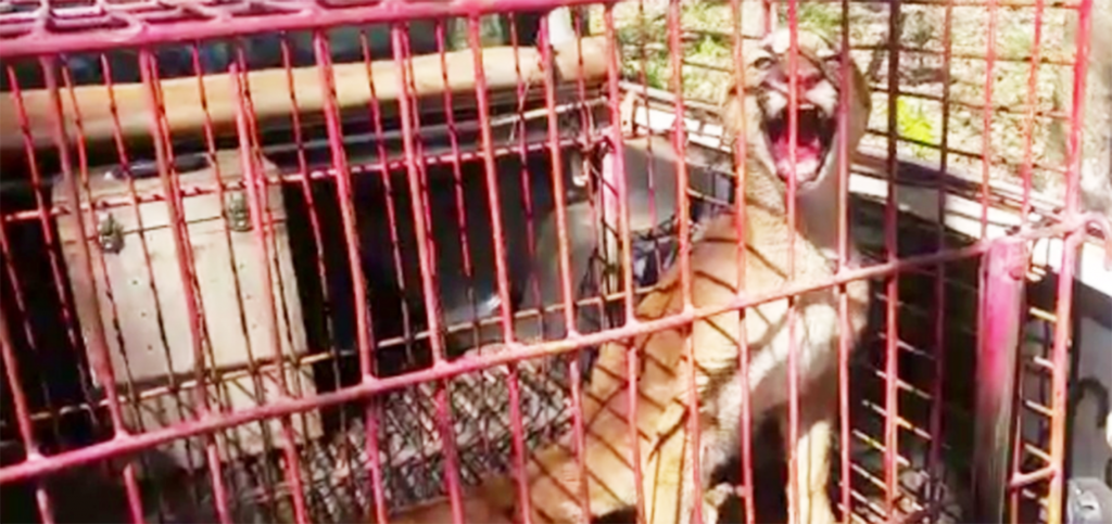 Onça-parda é resgatada após ficar presa em armadilha instalada por fazendeiro em Jales