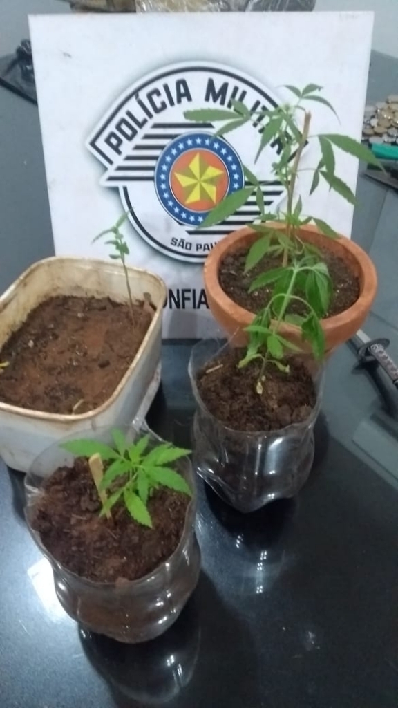 Também foram apreendidas supostas mudas de maconha