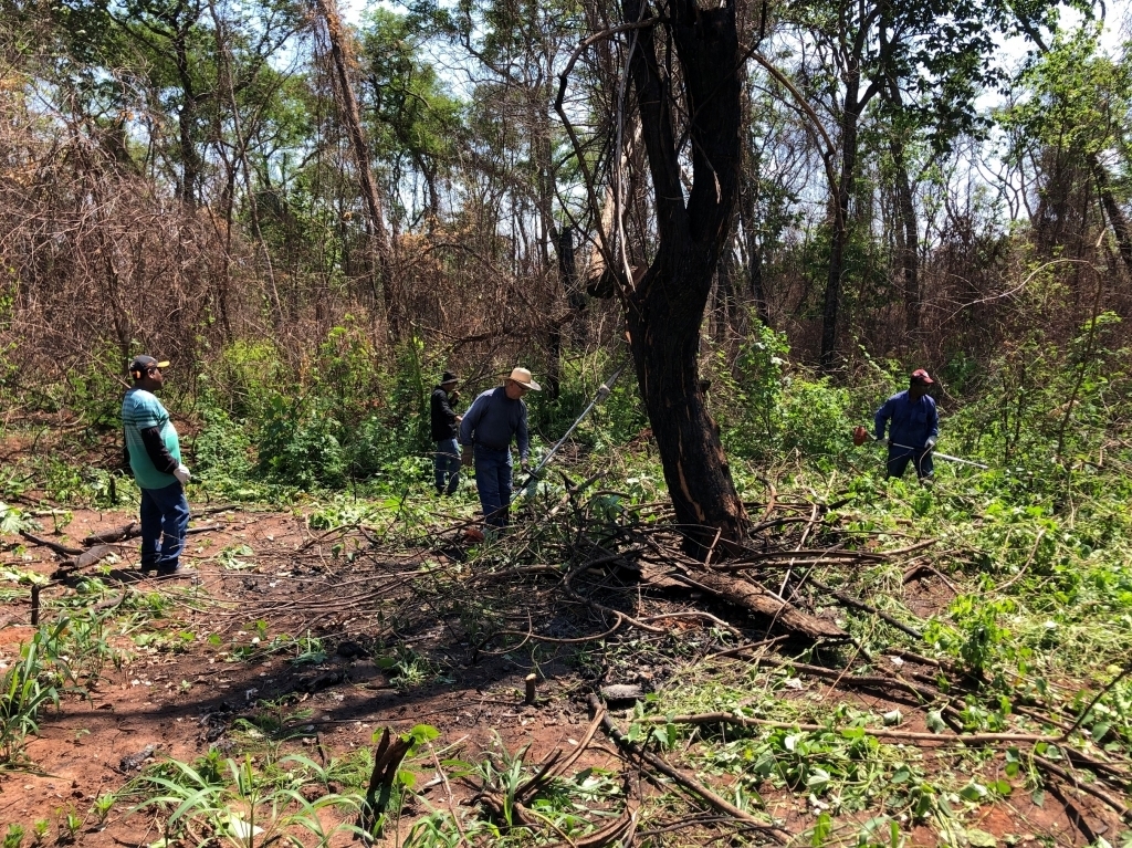 A equipe da Secretaria de Agricultura está trabalhando intensamente na recuperação do Bosque Municipal