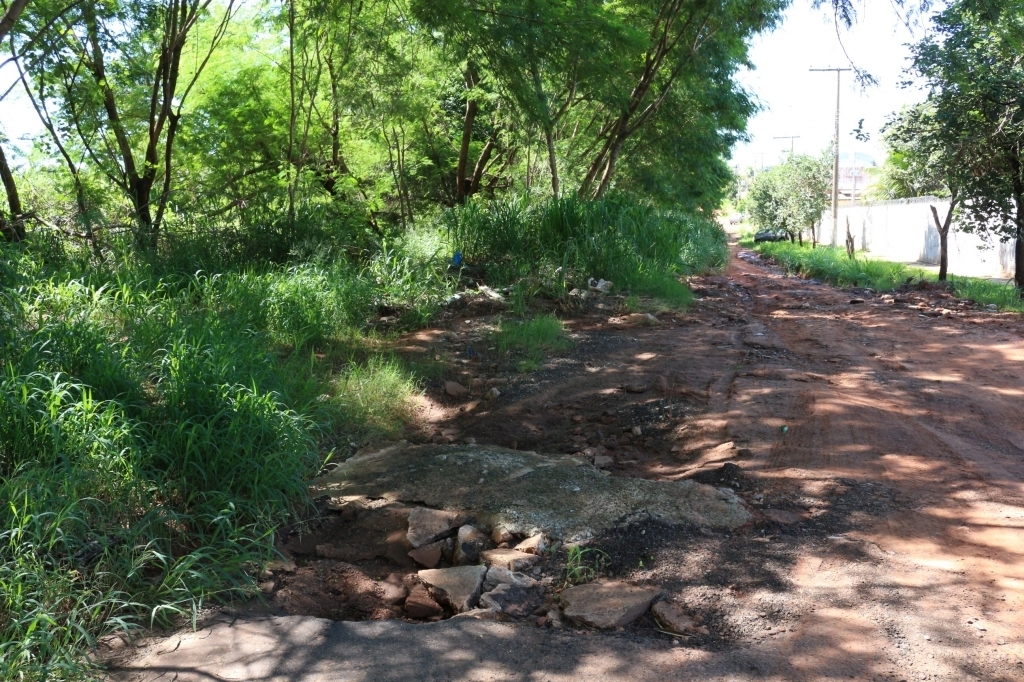 A Prefeitura irá realizar a compensação ambiental com a revitalização e o plantio de outras árvores nativas