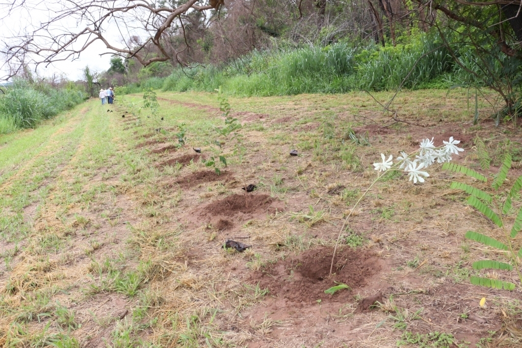 Estão sendo cultivadas espécies do tipo pioneiras (que apresentam crescimento rápido), secundárias iniciais, secundárias tardias e clímax