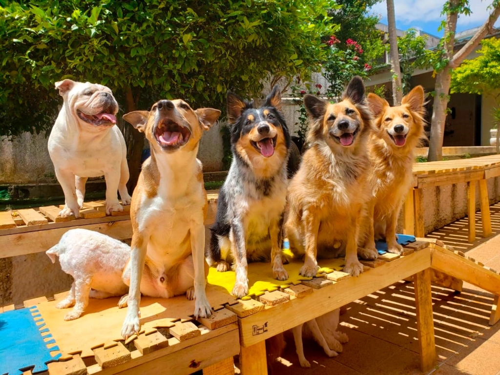 COVID-19 não é transmitido por cachorros e gatos