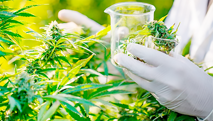Anvisa aprova comercialização de primeiro produto à base de cannabis
