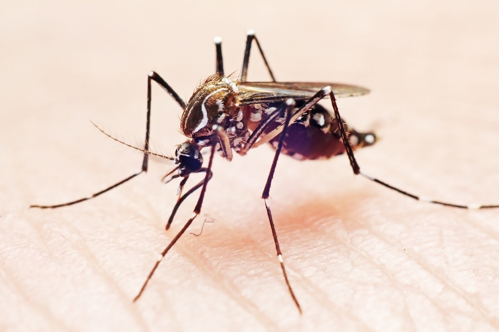 Microrregião de Jales tem mais de 890 casos de dengue confirmados