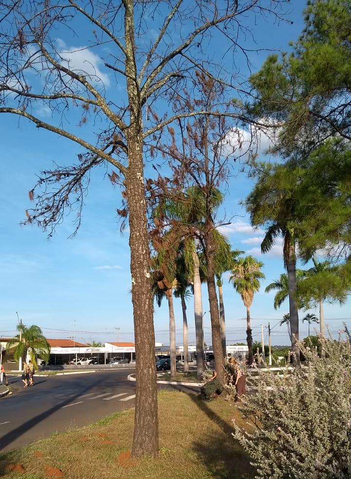 Imagem 2 da galeria