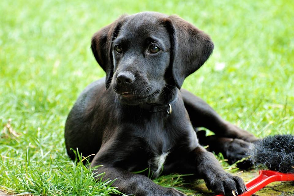 Por que os cães comem grama?