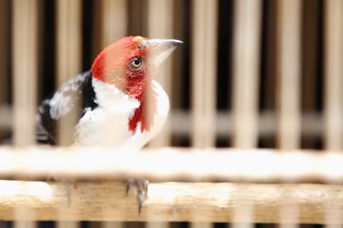 Como devolver seu animal silvestre com segurança