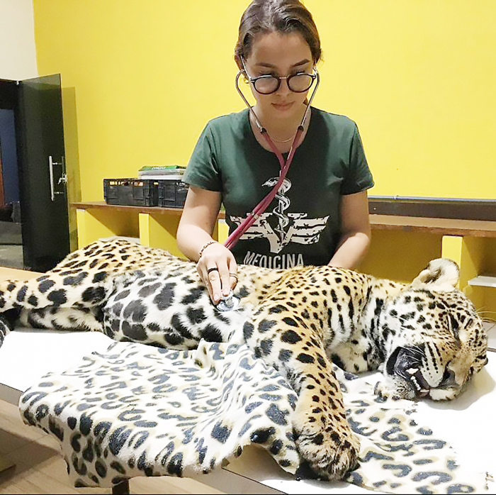 Sofia Polizelle, aluna de Biologia da FEF cuidando de uma onça-pintada