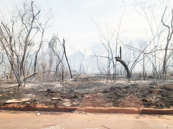 40 mil metros de mata foram destruídos