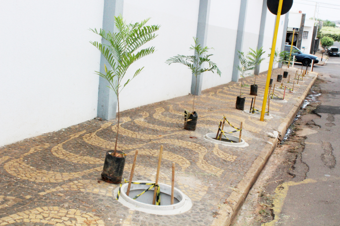 Foram plantadas 10 árvores da espécie Samambaia