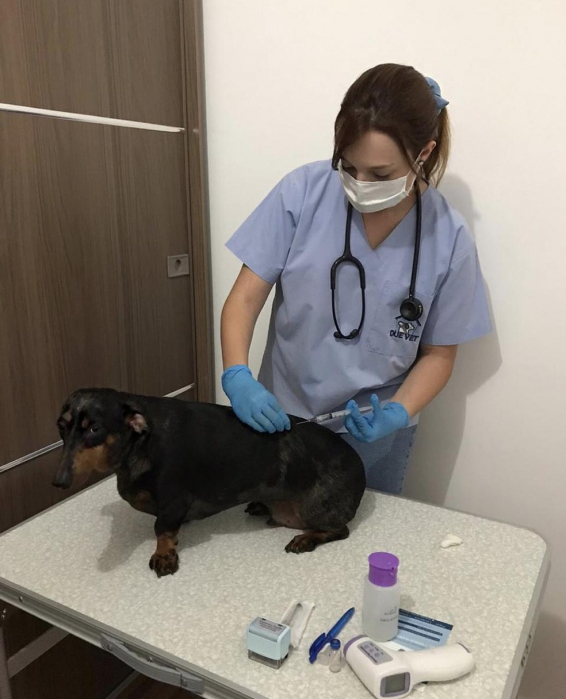 Saúde animal: veja as orientações para proteger o seu pet contra doenças