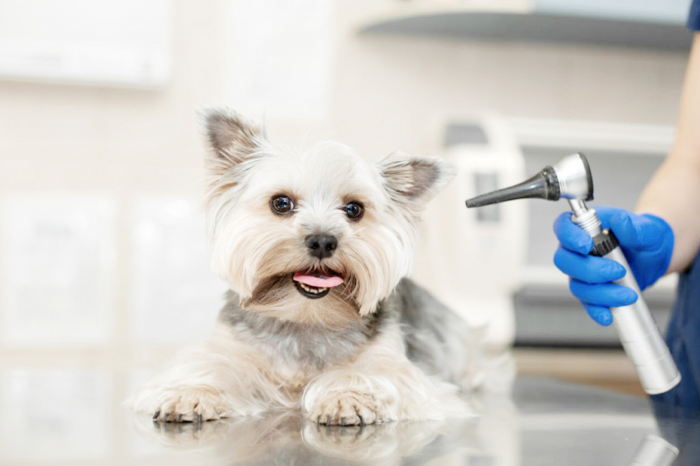 A surdez em cães e gatos é um problema muito comum