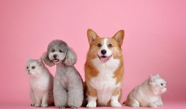 Outubro Rosa: câncer de mama também afeta cães e gatos