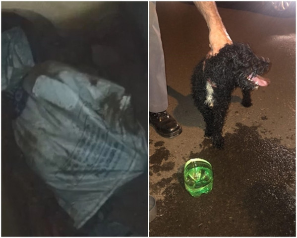 Cão amarrado em sacola é resgatado de bueiro