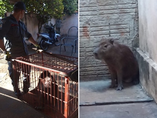 Capivara é capturada dentro de residência em Estrela D´Oeste