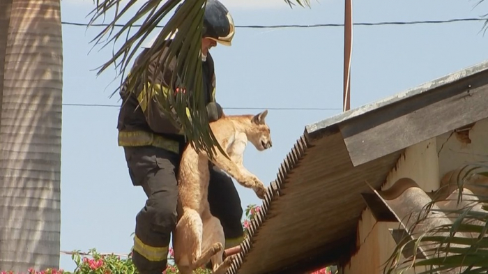 Onça parda é encontrada no telhado de residência em Jales