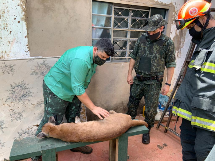 O felino foi atendido pela equipe e solto em uma mata