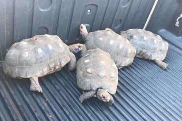 Polícia Ambiental cumpre mandado em casa de traficante de animais