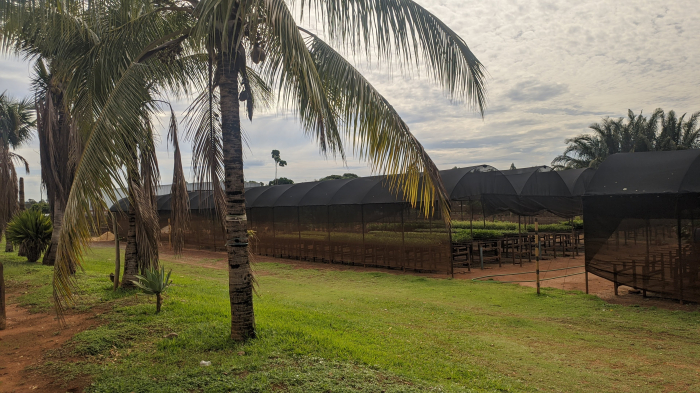 As estufas armazenam as plantas, desde a fase de germinação até ficarem prontas para a entrega