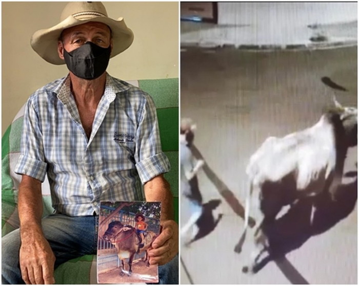 Boi de estimação furtado é encontrado; suspeito foi preso