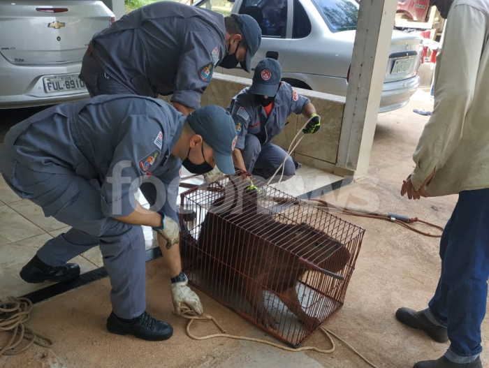 Bombeiros de Jales capturam capivara em garagem de residência
