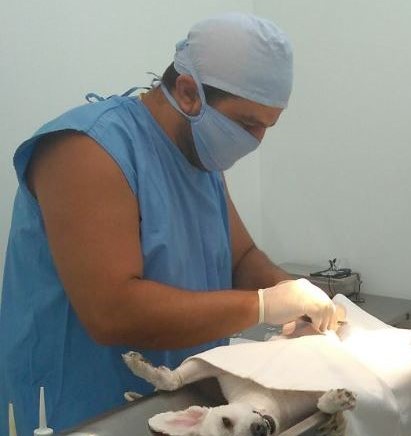 Centro de Zoonoses de Fernandópolis faz 1.191 castrações de cães e gatos em 2020