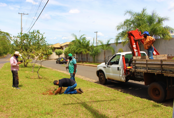 Projeto proporciona arborização de avenida em Jales