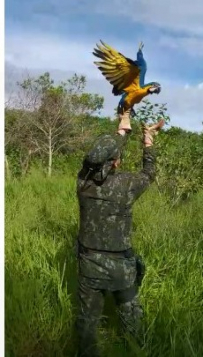 Centro de Controle de Zoonoses de Fernandópolis recupera Arara-Canindé resgatada