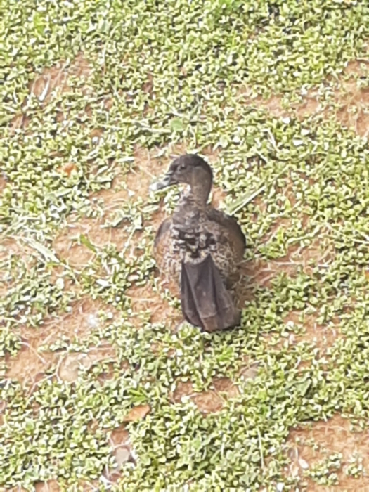 Descarte irregular afeta aves no Parque da Cultura em Votuporanga