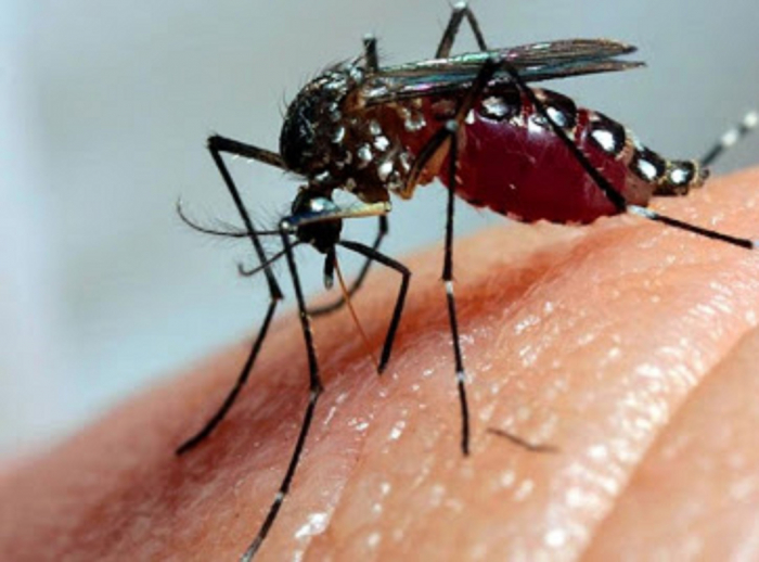 Fernandópolis registra apenas 75 casos de dengue em 2021
