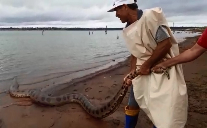 Sucuri de 5 metros dá susto em pescadores na região