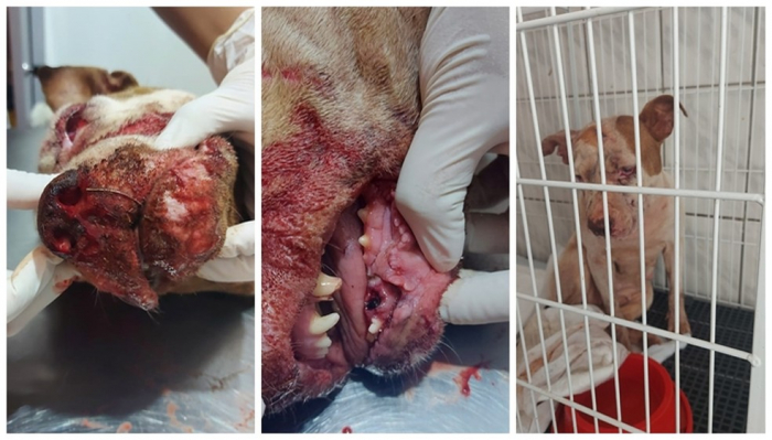 Homem é preso após agredir cachorra de estimação