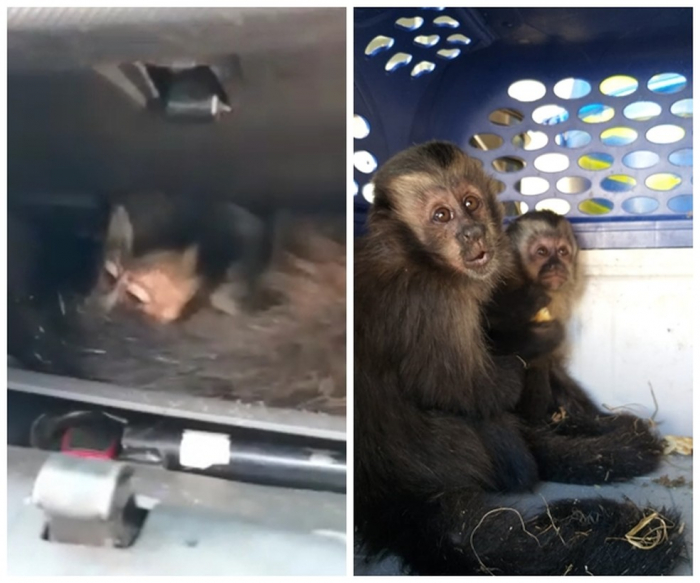 Macacos-prego são achados dentro de porta-luvas de carro na região
