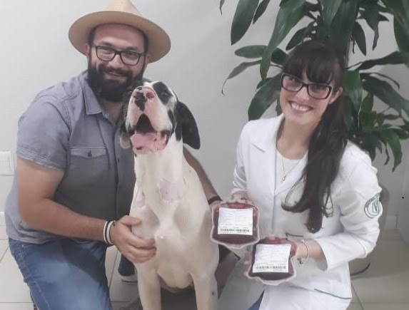 Pets podem ser doadores de sangue e ajudar outros animais em situação crítica