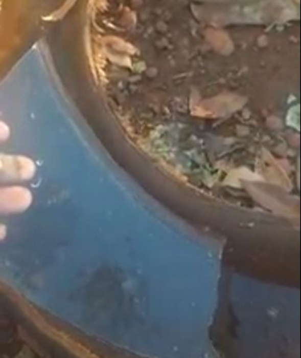 A água que estava em um pneu para utilização das galinhas acabou congelando - Foto: Reprodução