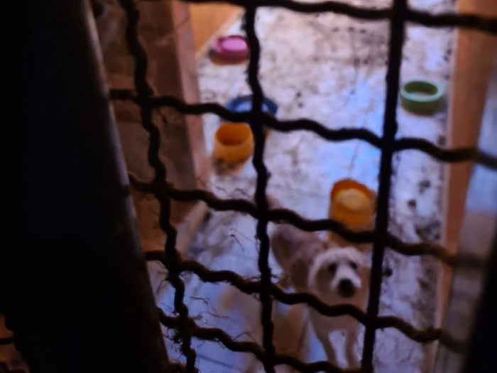Professor é preso por maus-tratos a animais