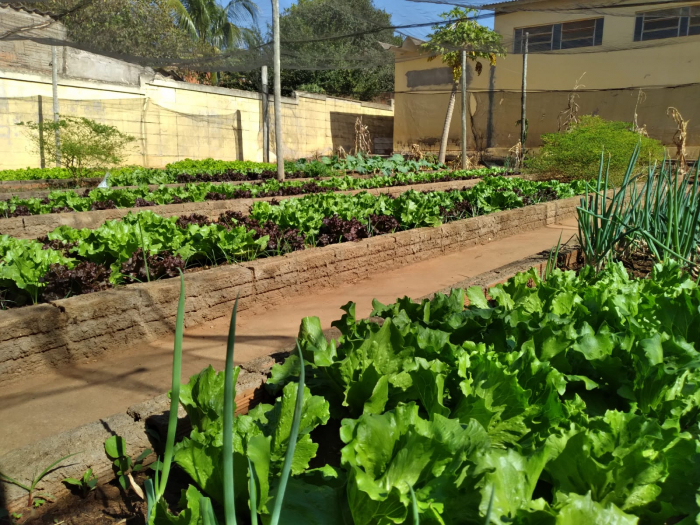 O projeto “Horta na Escola”, realiza o plantio de hortaliças orgânicas pelos alunos e a comunidade escolar e ajuda instituições da cidade