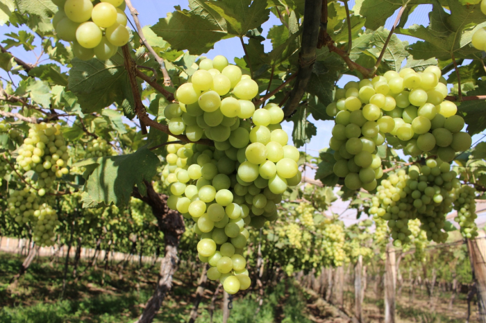 Na Uvas Fação os turistas podem colher as uvas Vitória (sem semente) e Centenial direto da parreira, todos os dias da semana, das 8h às 18h