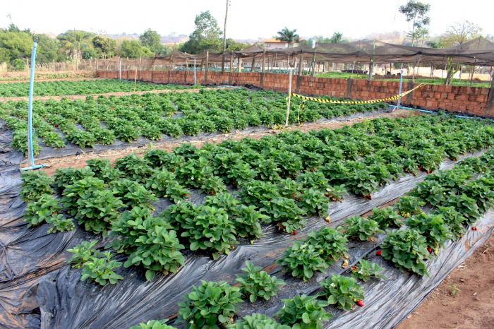 Os visitantes podem visitar e colher nos cerca de 4 mil pés de morango, de terça a domingo, das 8h às 18h. O telefone para contato é o (17) 99731 7597