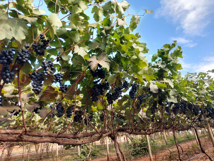 Na Chácara Bela Vista, as parreiras estão carregadas de uvas doces esperando os visitantes para a colheita
