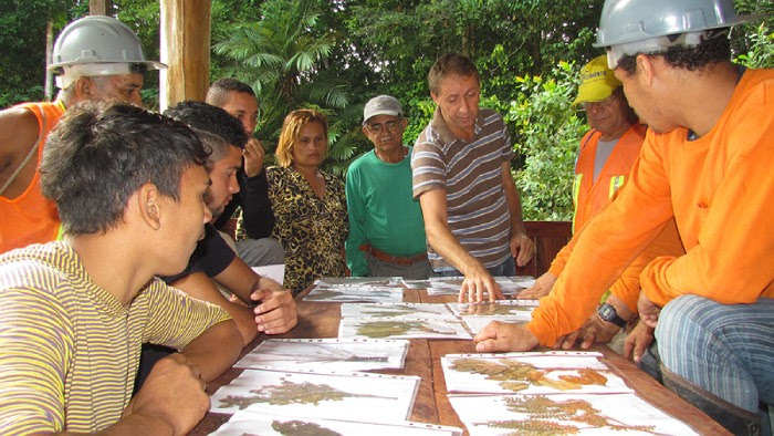 Catálogo de árvores nativas ajuda comunidades a fazer manejo florestal sustentável