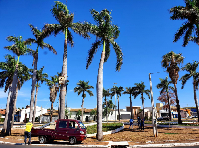 Na rotatória da Vila União foram instalados dois ninhos artificiais para as araras que frequentam aquele local